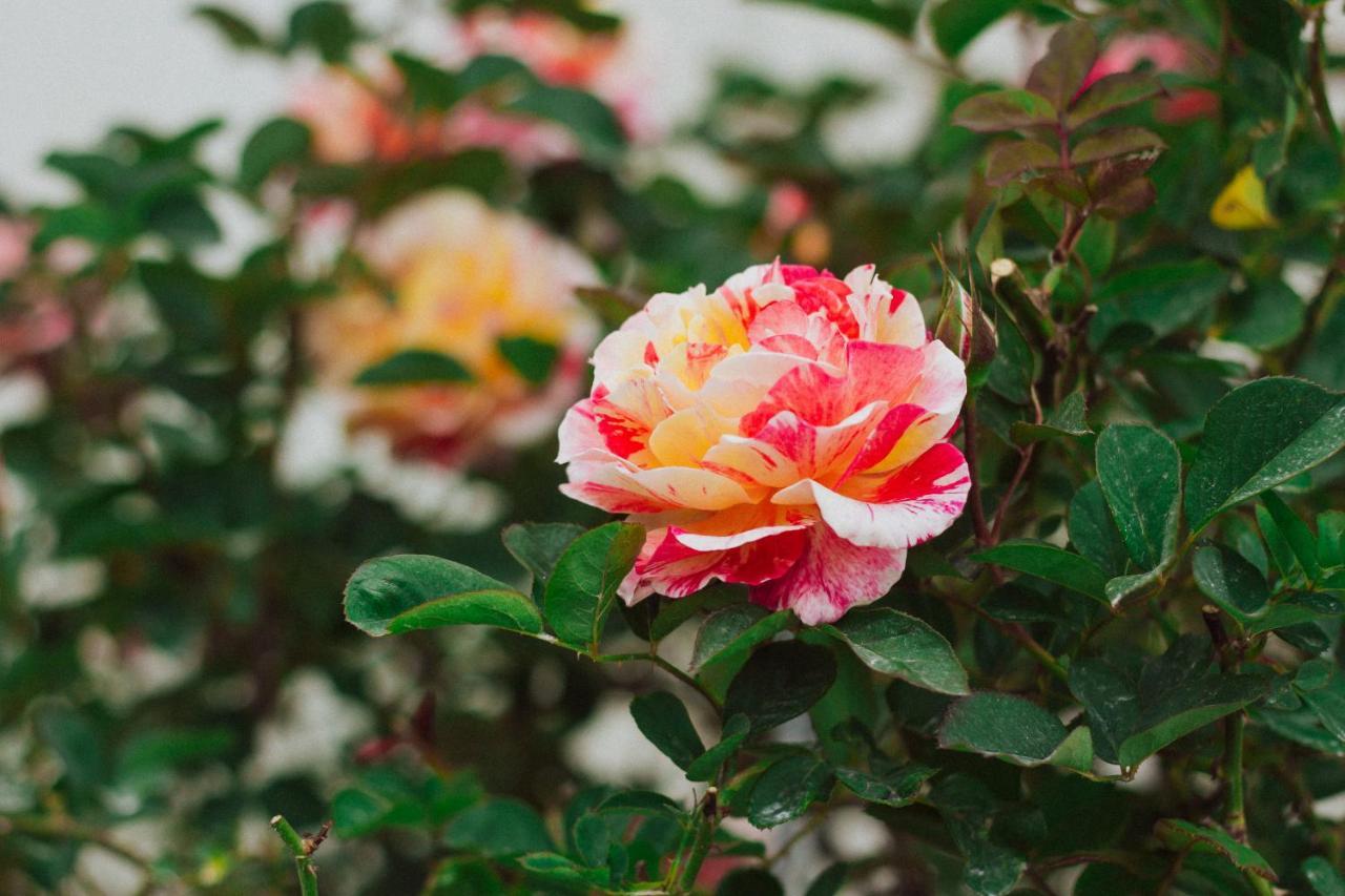 La Vie En Rose Villa Dalat Luaran gambar